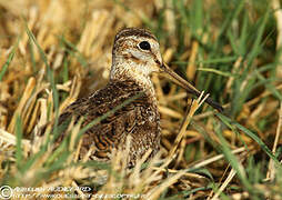 Pin-tailed Snipe