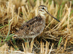 Pin-tailed Snipe