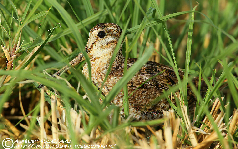 Bécassine à queue pointue, habitat