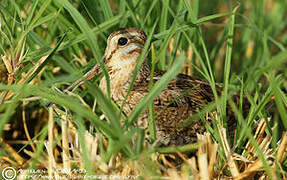 Pin-tailed Snipe