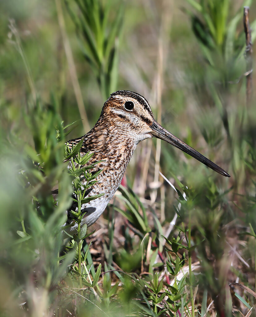 Wilson's Snipe male adult breeding, identification