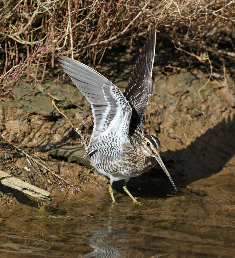 Common Snipe, identification