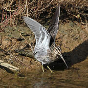 Common Snipe