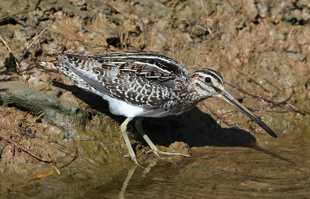 Bécassine des marais, identification