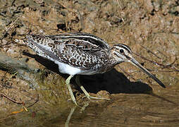 Common Snipe