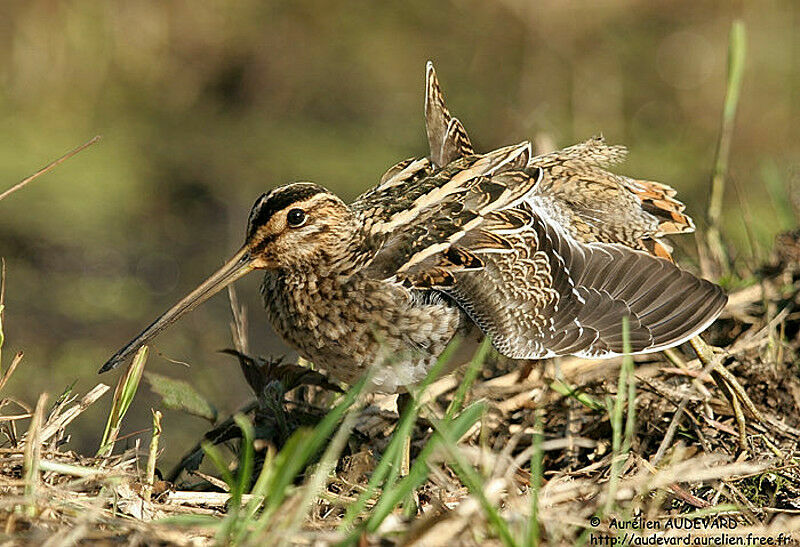 Common Snipe