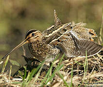 Common Snipe