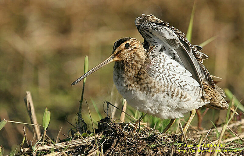 Common Snipe