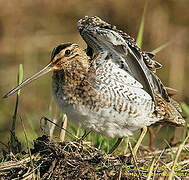 Common Snipe