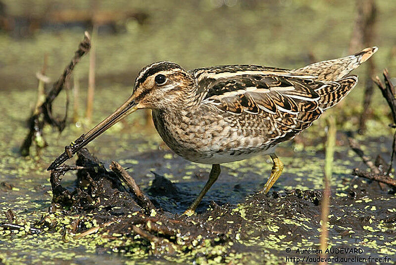 Common Snipe