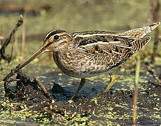 Common Snipe