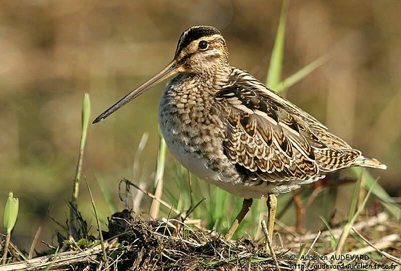 Common Snipe