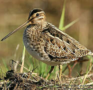 Common Snipe