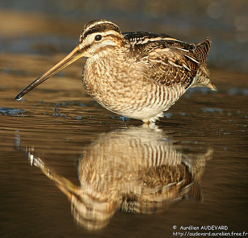 Common Snipe