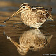 Common Snipe