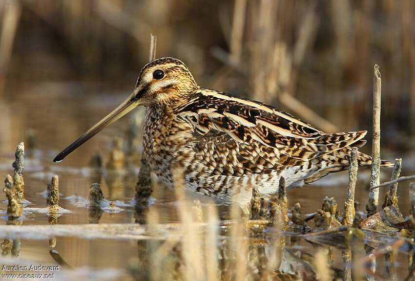 Common Snipeadult breeding, identification