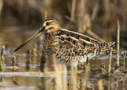 Common Snipe