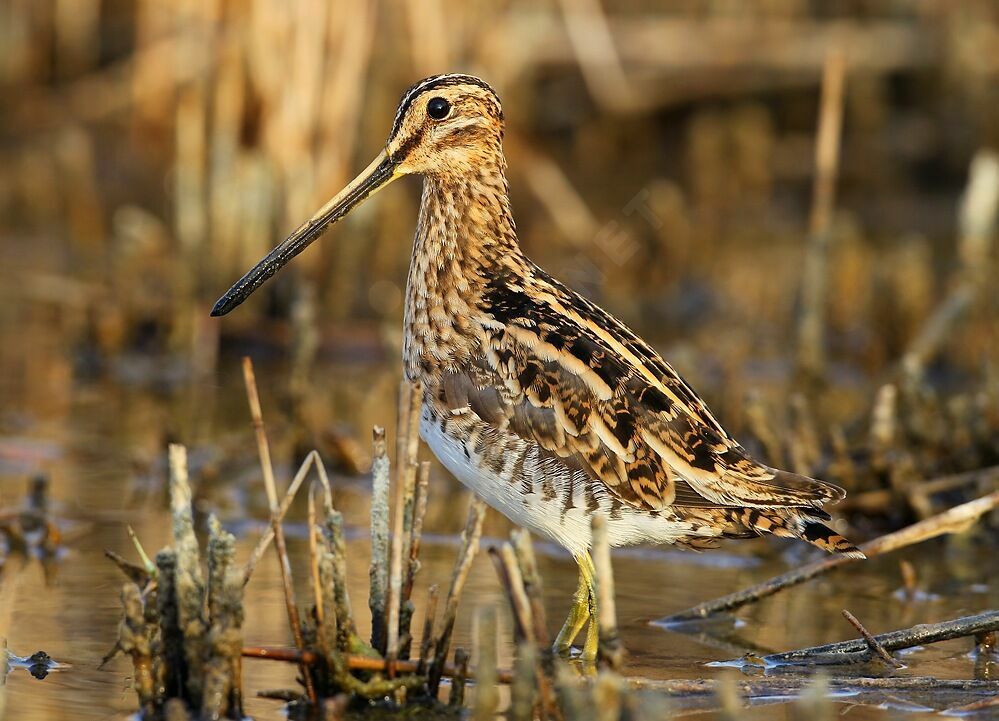 Common Snipe