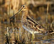 Common Snipe