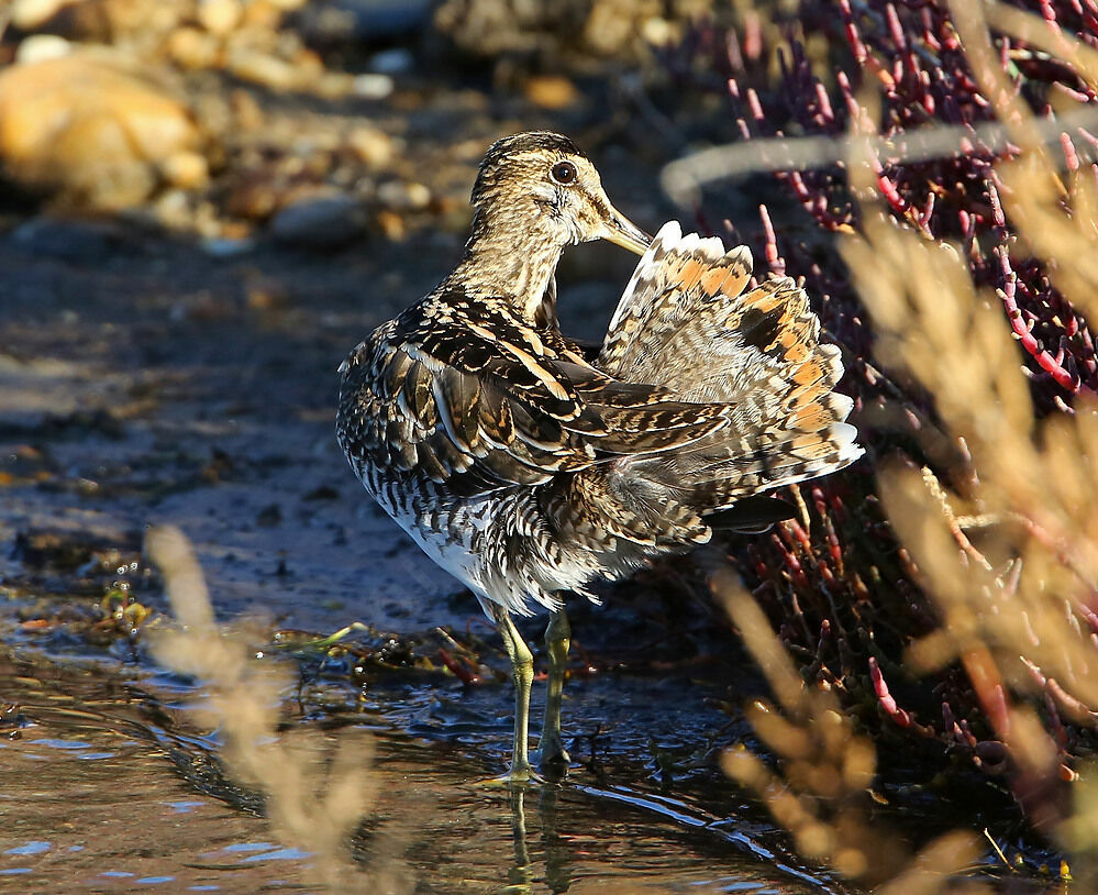 Common Snipe, identification, aspect, camouflage