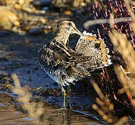 Common Snipe