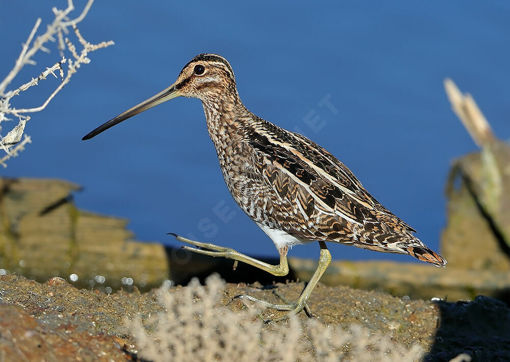 Common Snipe, identification, walking