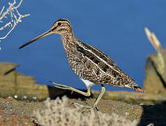 Common Snipe