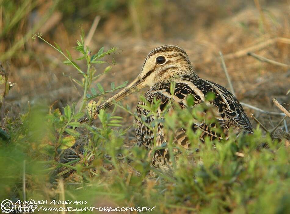 Latham's Snipeadult breeding, identification