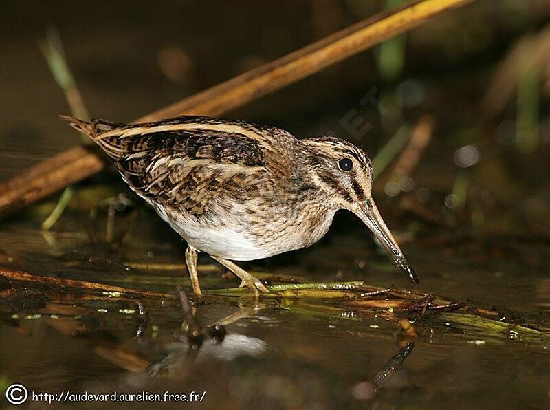 Jack Snipe