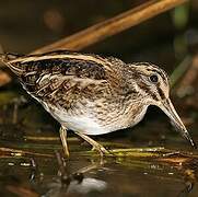 Jack Snipe