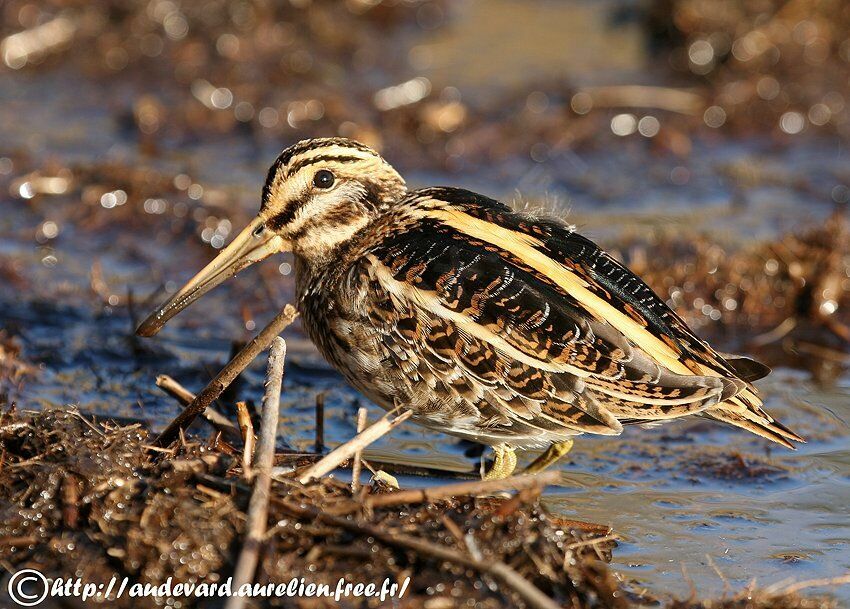 Jack Snipe