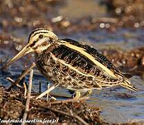 Jack Snipe