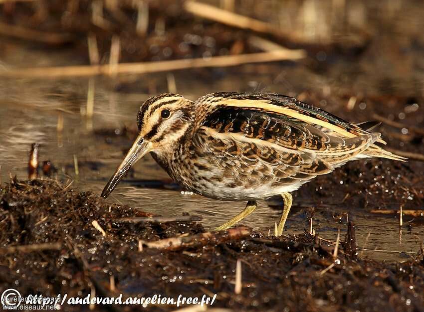 Jack Snipe, identification