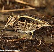 Jack Snipe