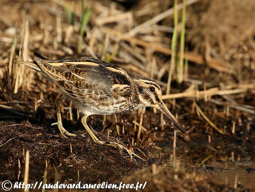 Jack Snipe