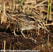 Jack Snipe