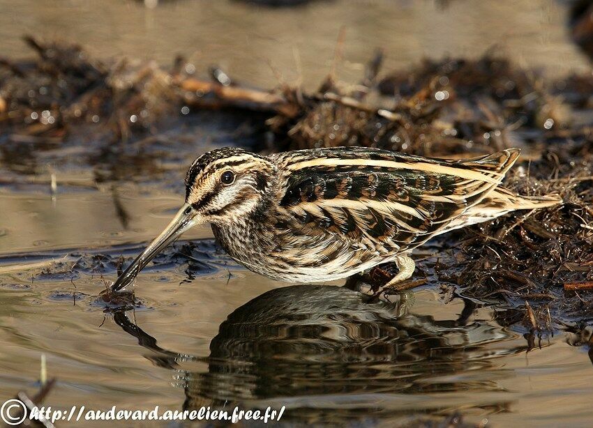 Jack Snipe