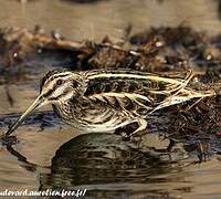 Jack Snipe