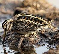 Jack Snipe