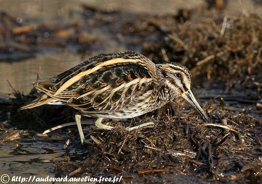 Jack Snipe