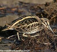 Jack Snipe