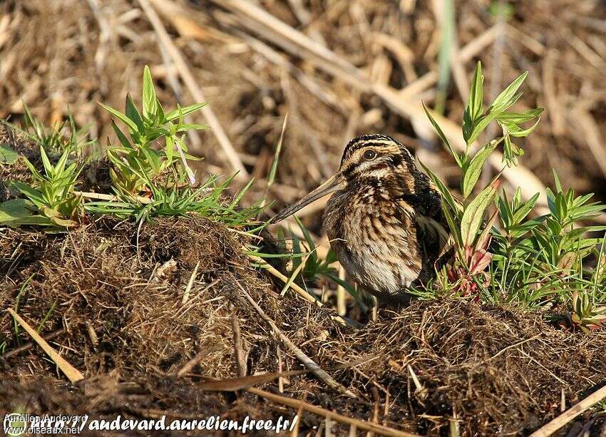 Jack Snipe, close-up portrait