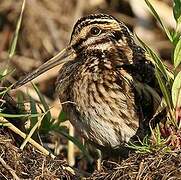 Jack Snipe