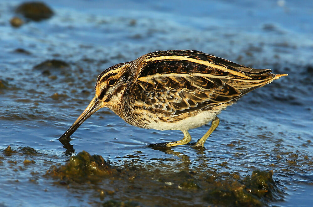 Bécassine sourdeadulte, pêche/chasse