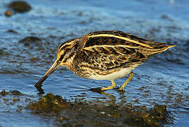 Jack Snipe