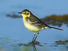 Citrine Wagtail