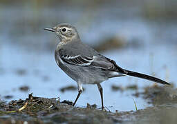 Citrine Wagtail