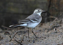 Citrine Wagtail