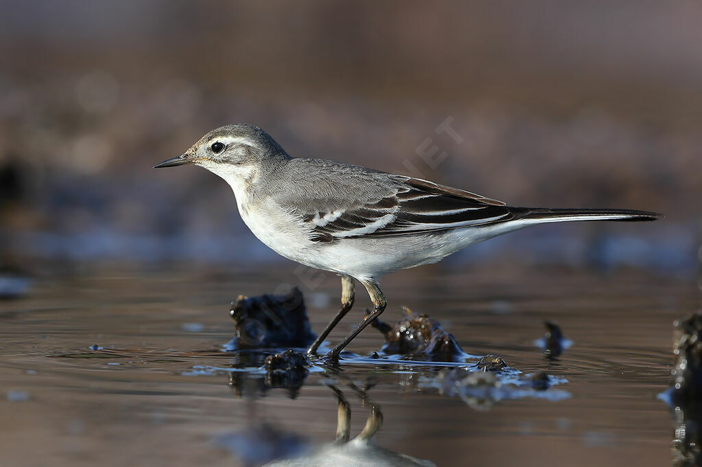 Citrine Wagtail