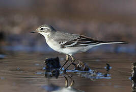 Citrine Wagtail